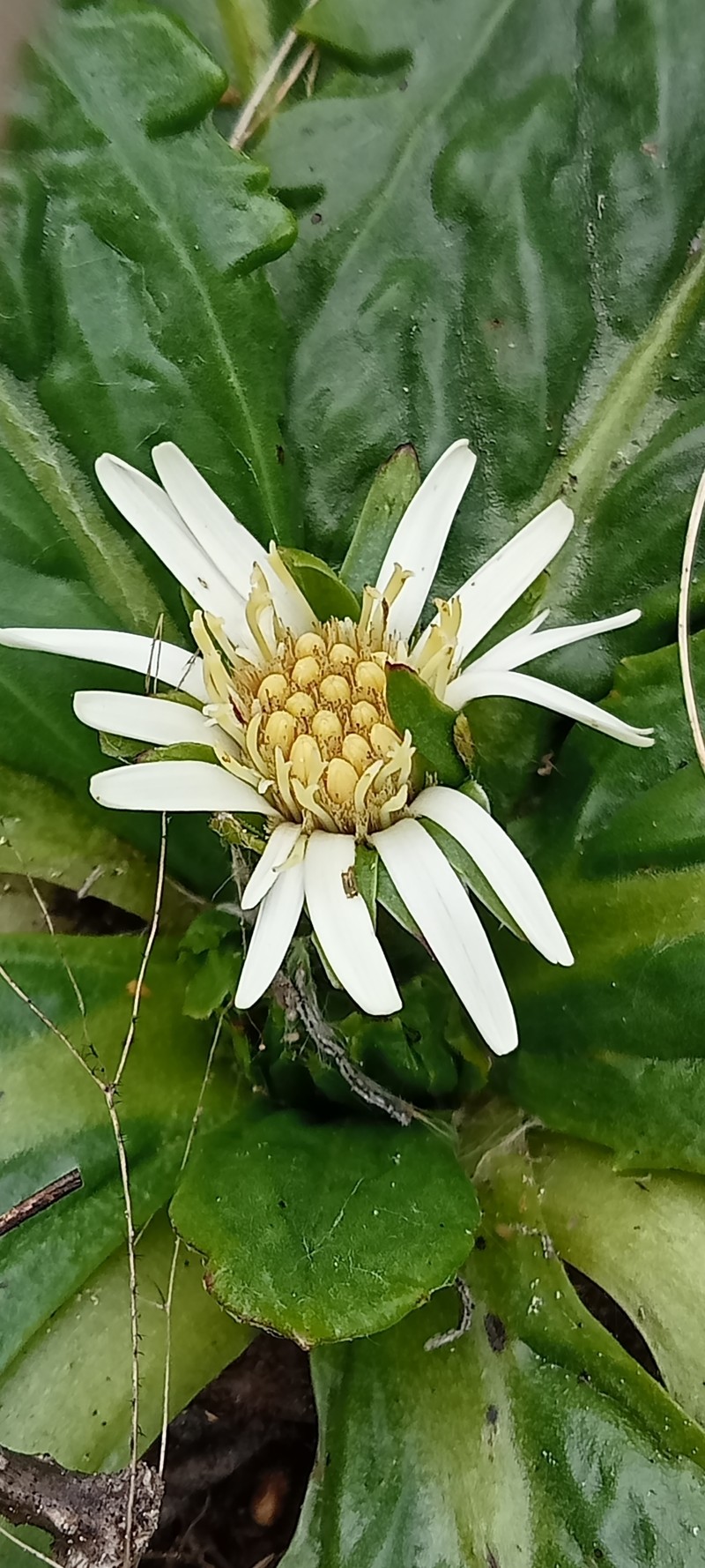Chaptalia exscapa var. chilensis photo 2