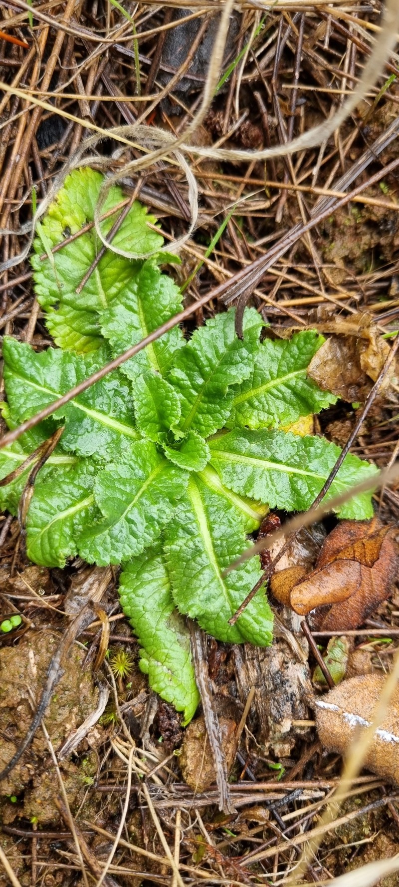 Chaptalia exscapa var. chilensis photo 3
