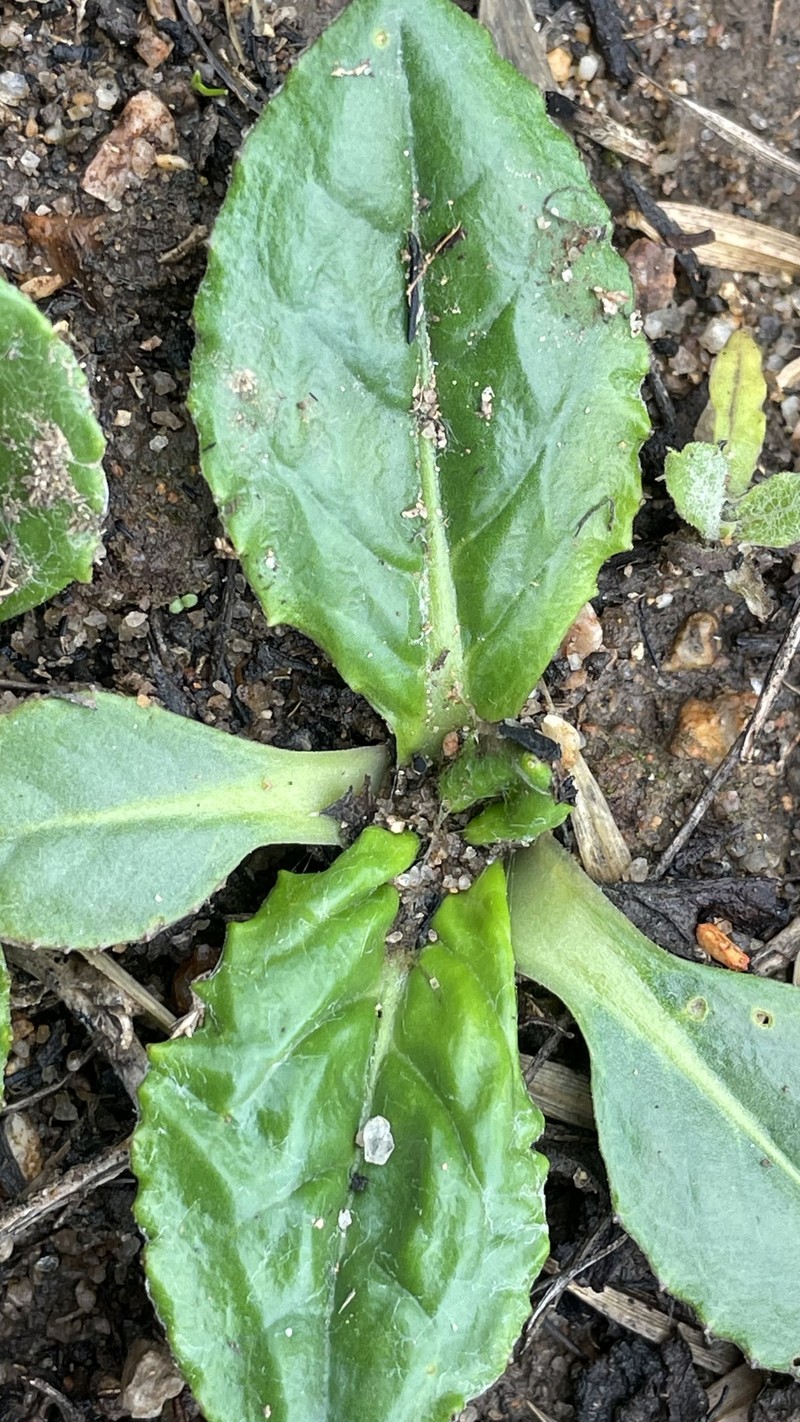 Chaptalia exscapa var. chilensis photo 4