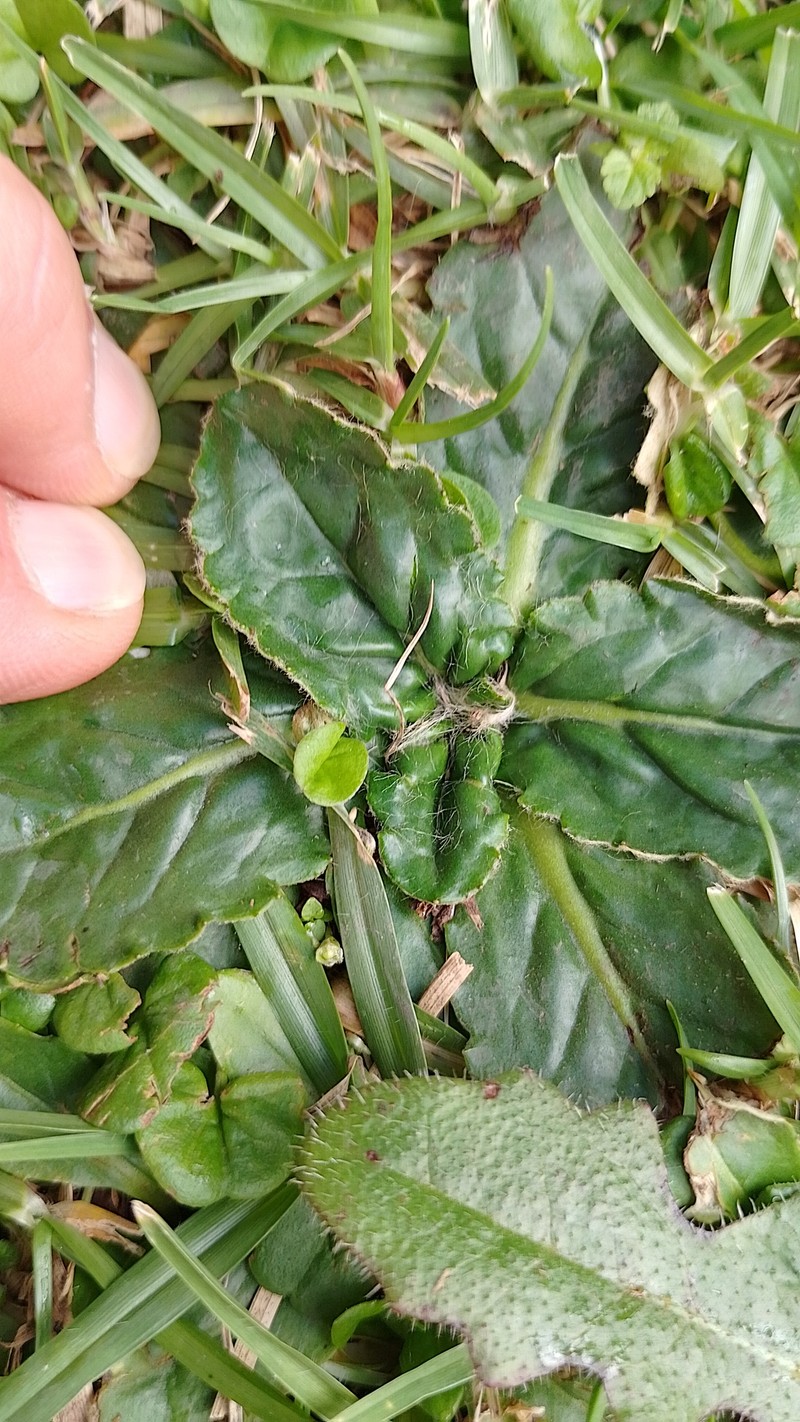 Chaptalia exscapa var. exscapa