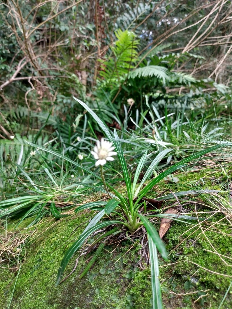 Chaptalia graminifolia photo 2