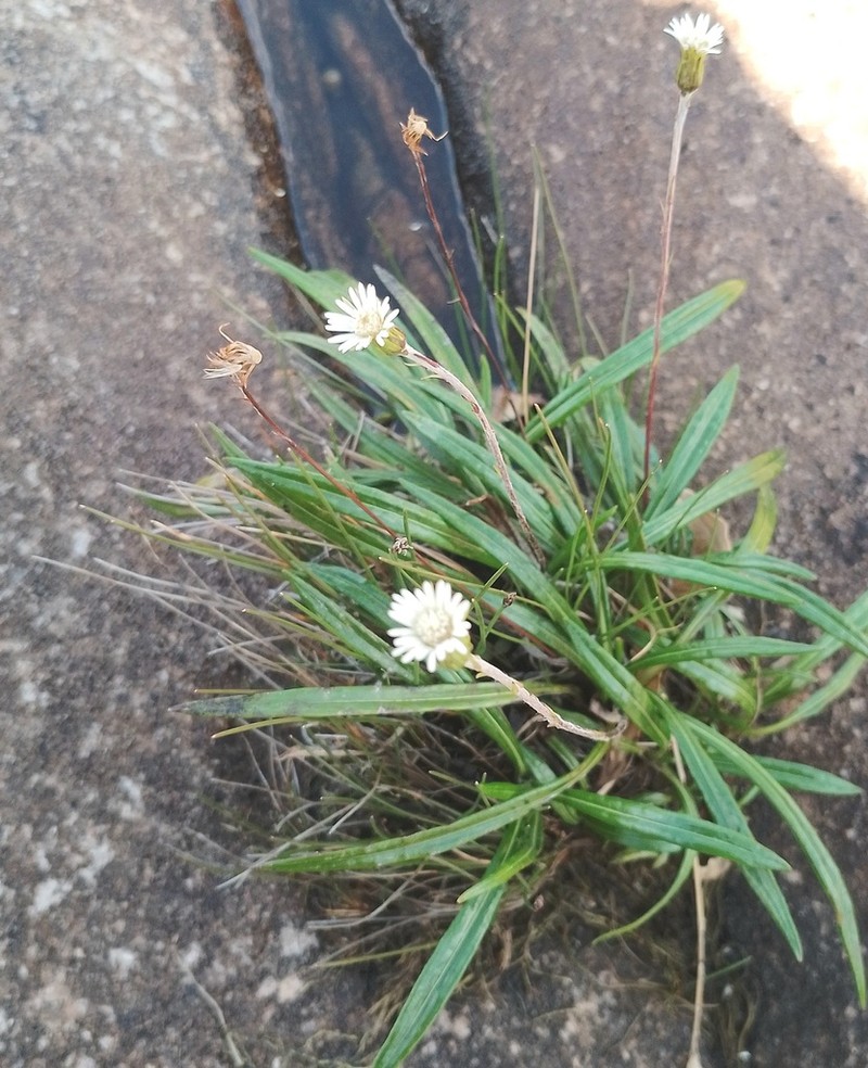Chaptalia graminifolia photo 3