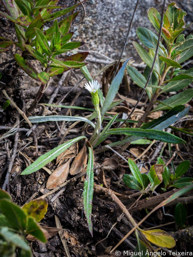 Chaptalia graminifolia photo 4