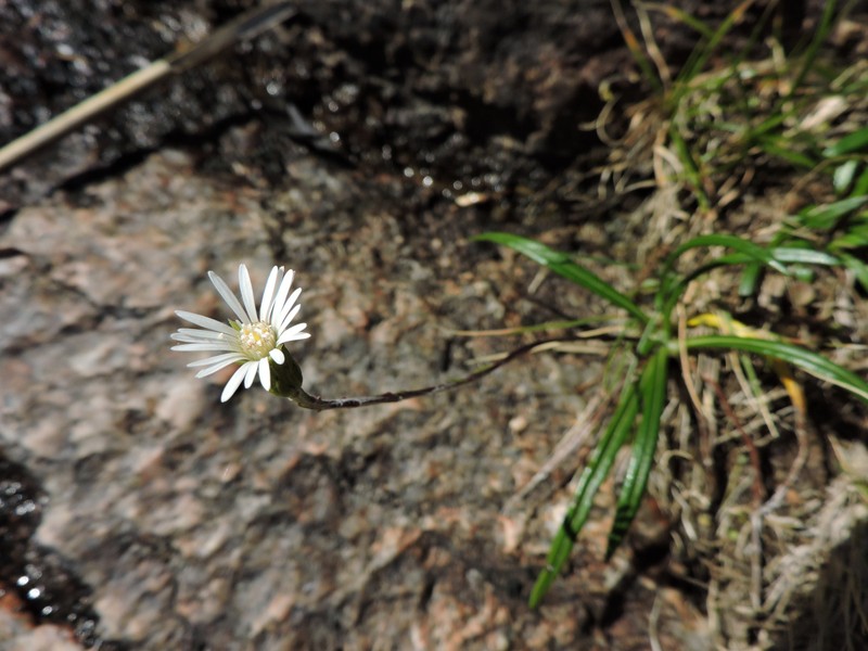 Chaptalia graminifolia photo 5