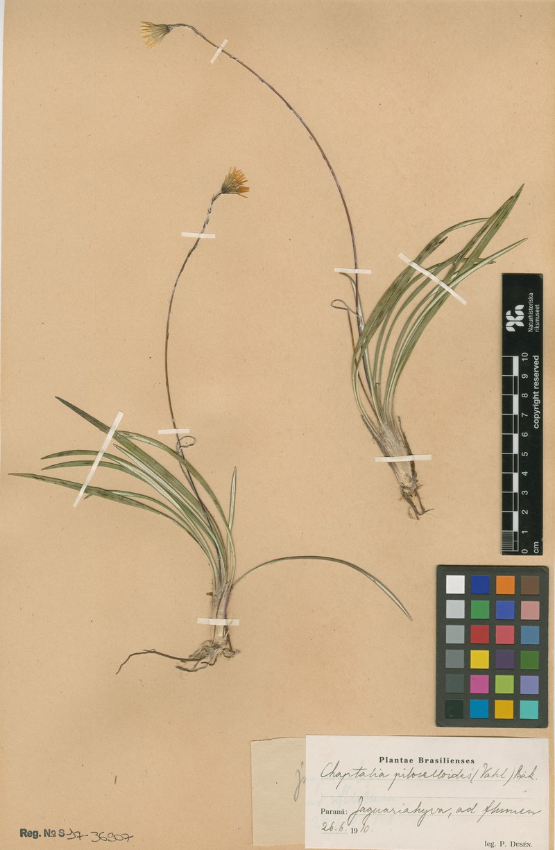 Chaptalia graminifolia photo 7