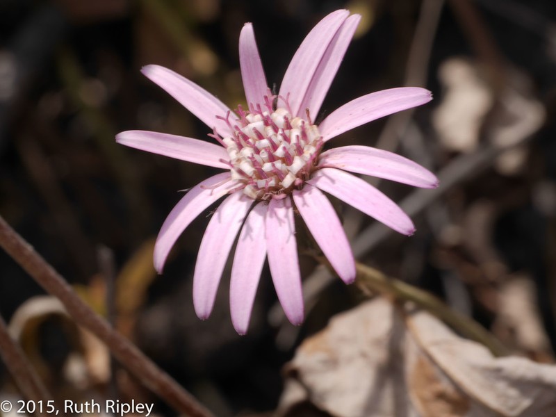 Chaptalia hieracioides photo 2