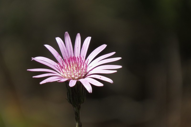 Chaptalia hieracioides photo 3