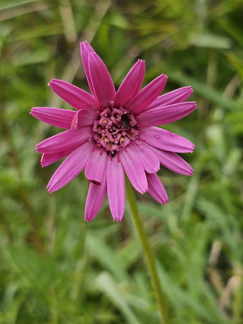 Chaptalia hieracioides photo 4