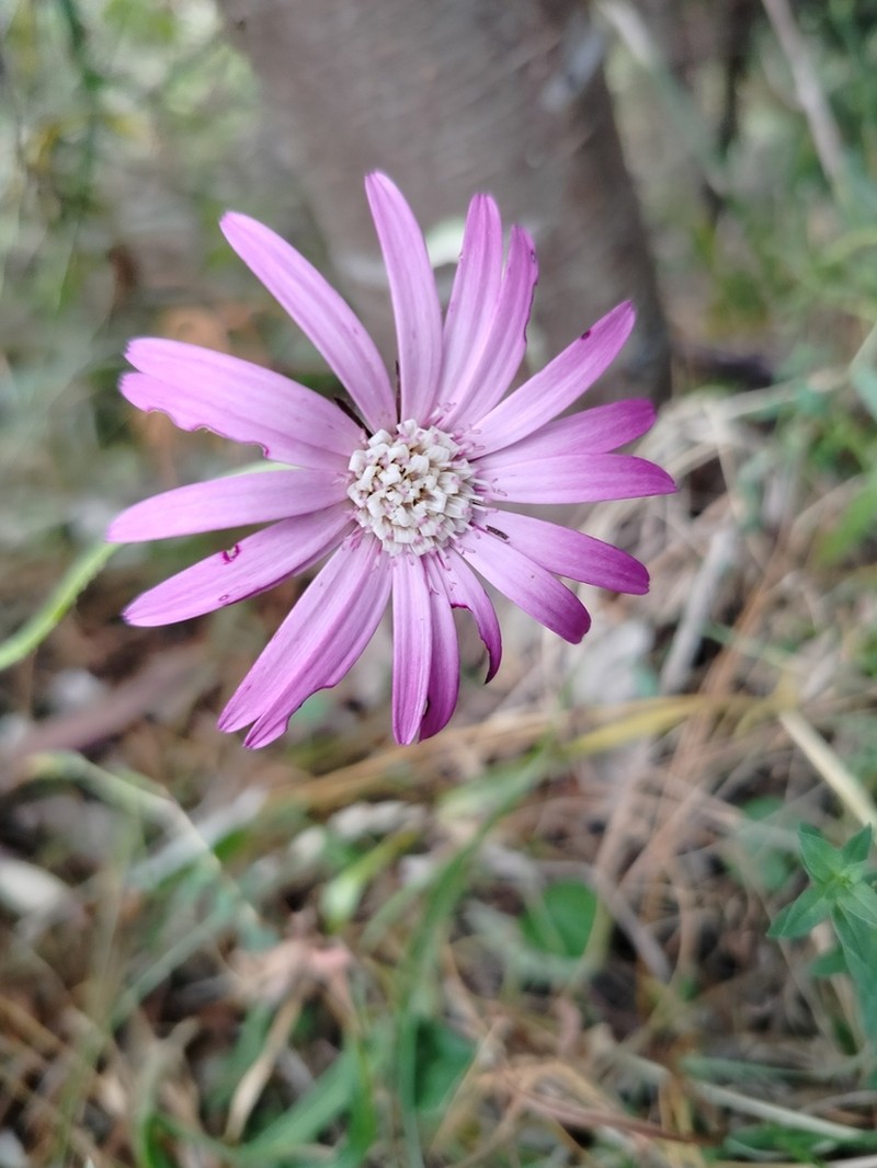 Chaptalia hieracioides photo 5
