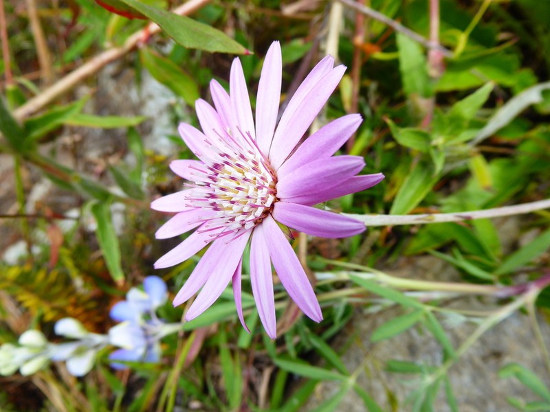Chaptalia hieracioides photo 6