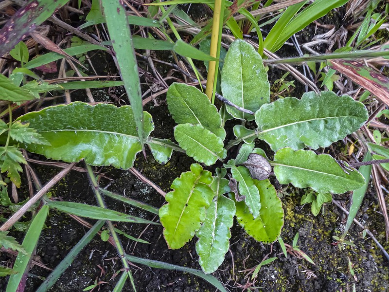 Chaptalia hieracioides photo 8