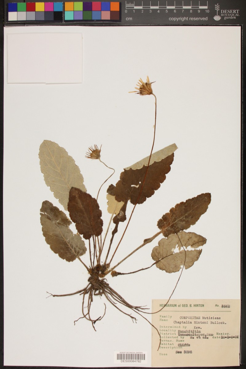 Chaptalia hintonii