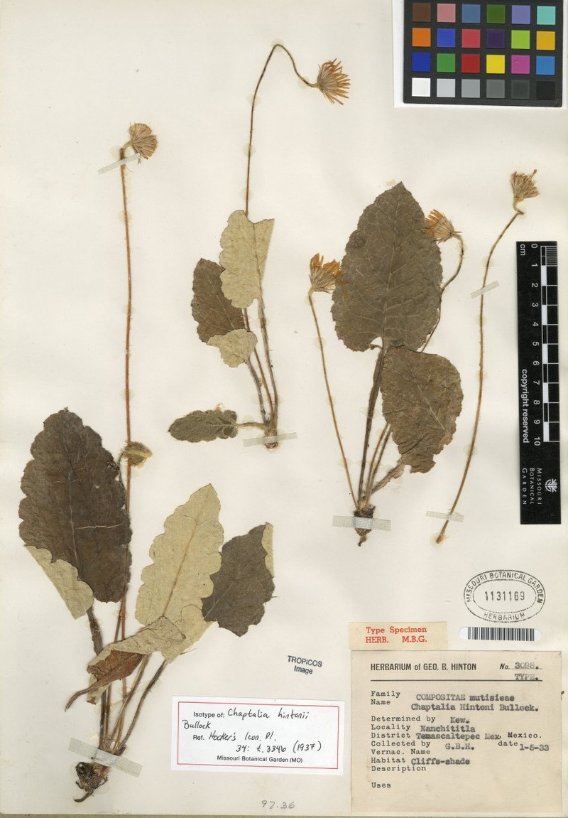 Chaptalia hintonii photo 2