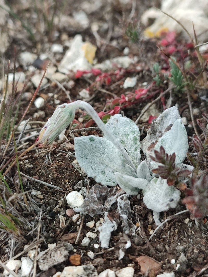 Chaptalia hololeuca