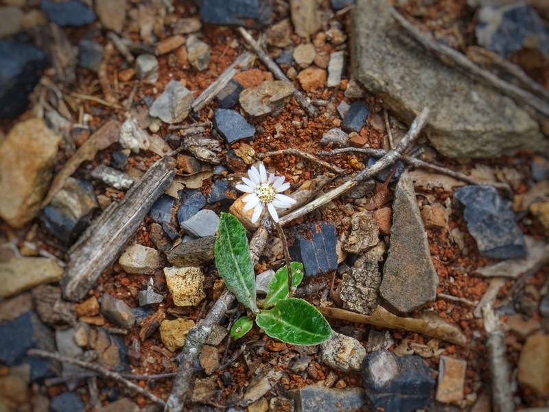Chaptalia hololeuca photo 3