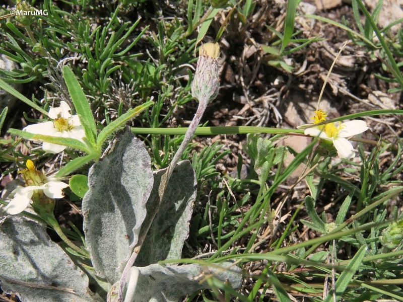 Chaptalia hololeuca photo 4