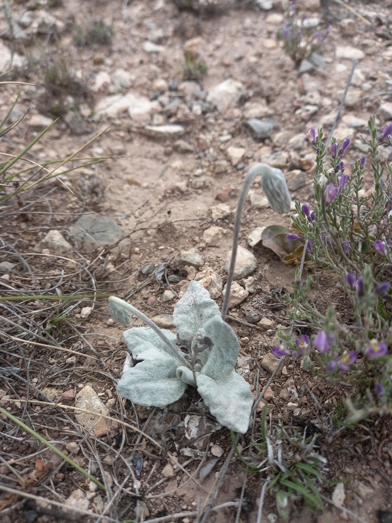 Chaptalia hololeuca photo 5
