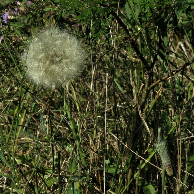 Chaptalia ignota