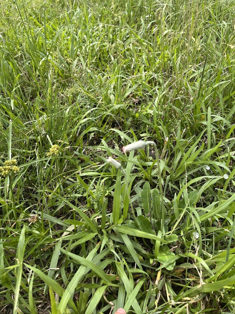 Chaptalia ignota photo 2
