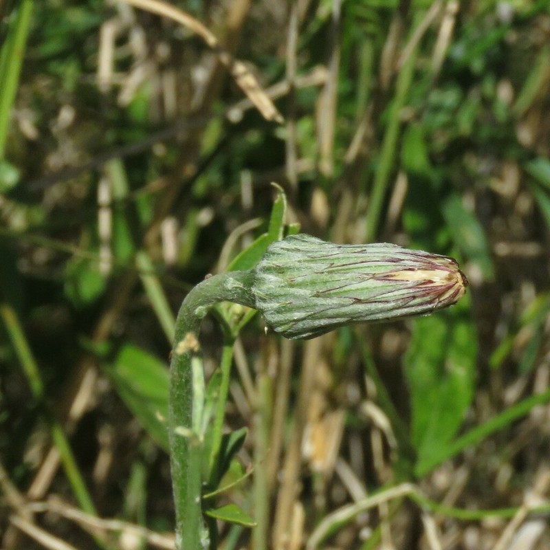 Chaptalia ignota photo 3