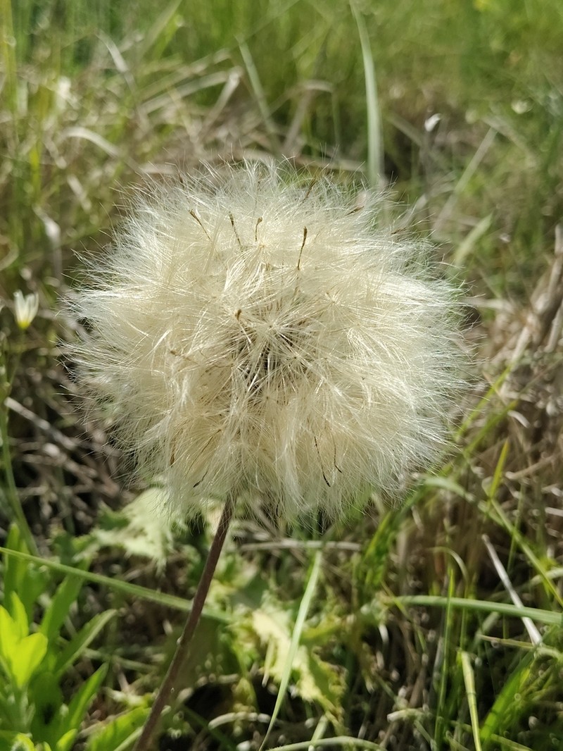 Chaptalia ignota photo 6