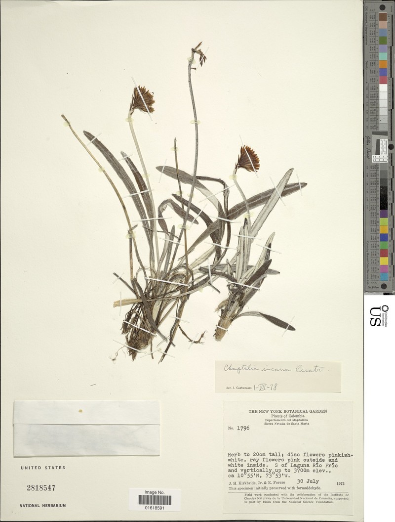 Chaptalia incana