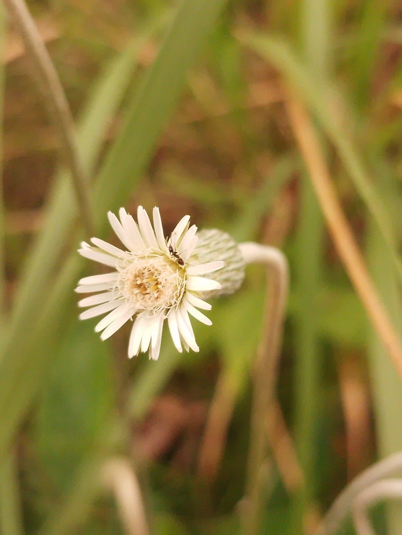 Chaptalia integerrima