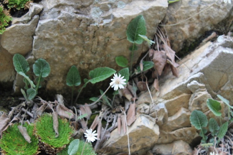 Chaptalia lyratifolia photo 2