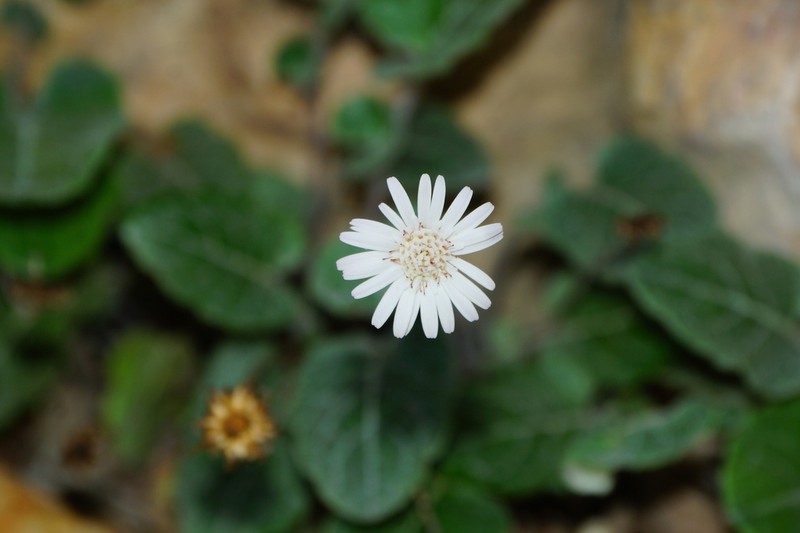 Chaptalia lyratifolia photo 4