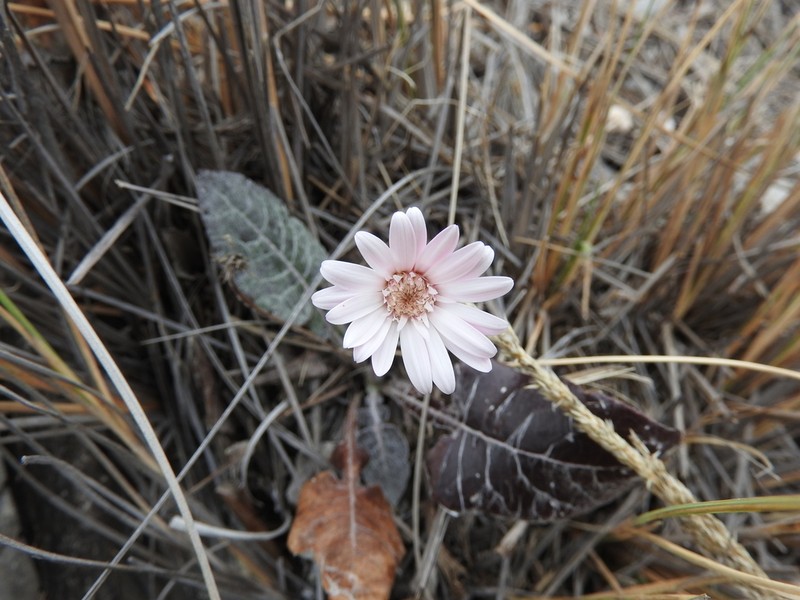 Chaptalia lyratifolia photo 5