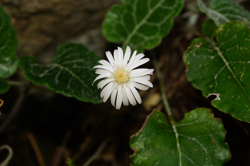 Chaptalia lyratifolia photo 6