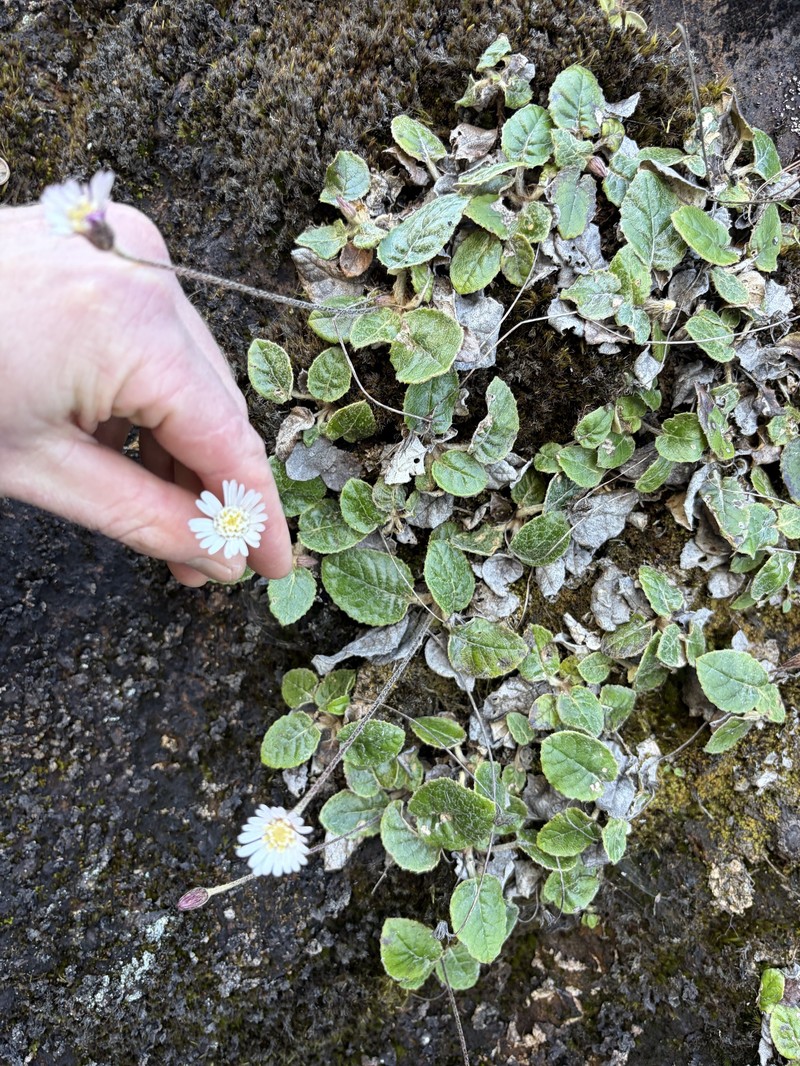 Chaptalia lyratifolia var. estribensis