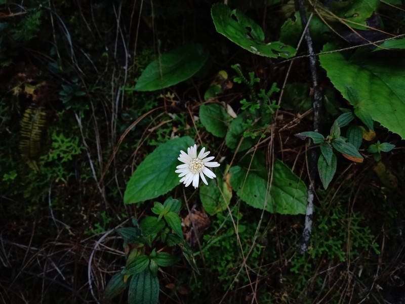 Chaptalia lyratifolia var. estribensis photo 2