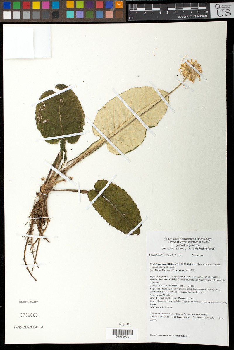 Chaptalia lyratifolia var. estribensis photo 3