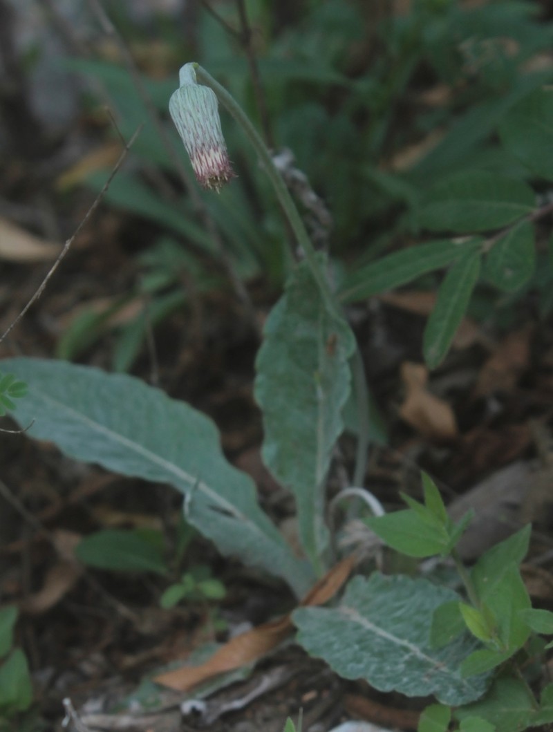 Chaptalia madrensis
