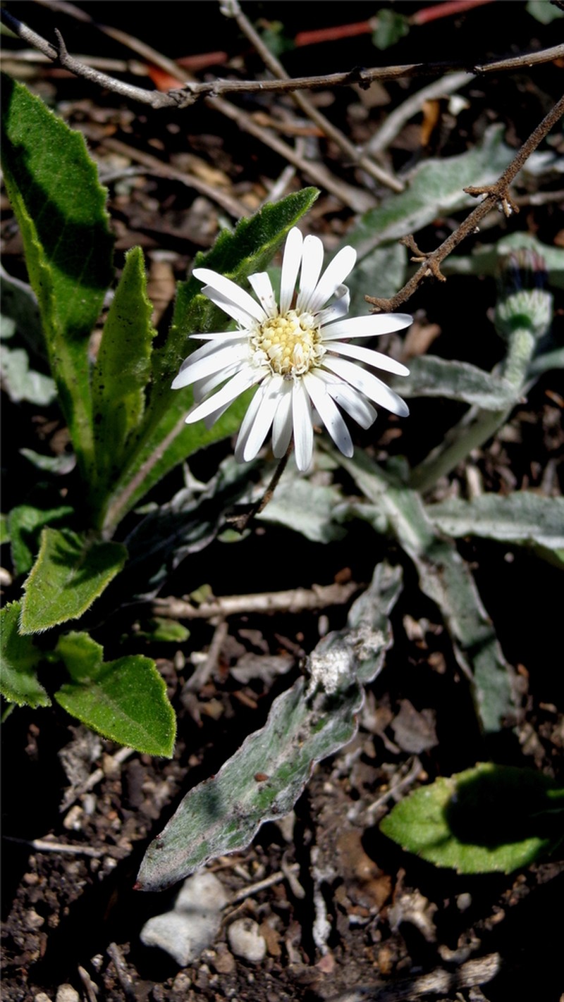 Chaptalia madrensis photo 2