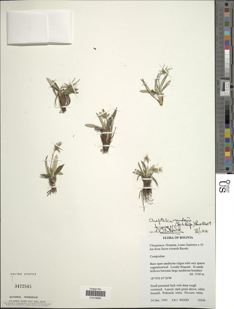 Chaptalia mandonii photo 2