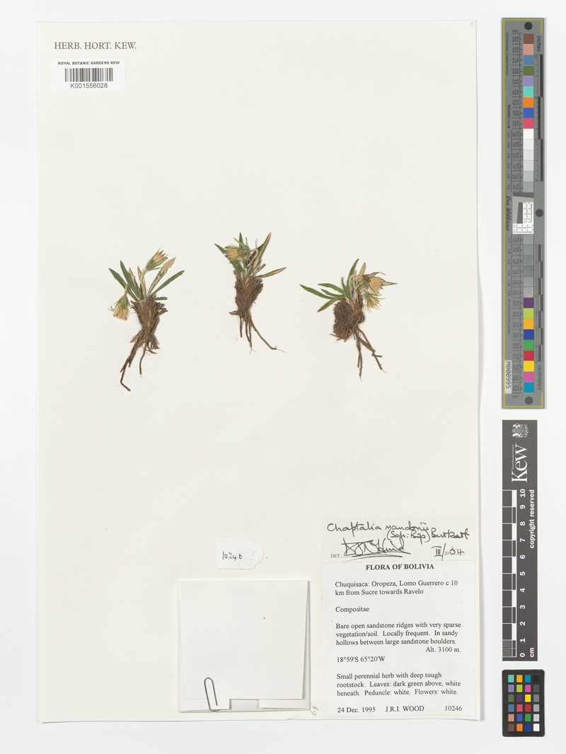 Chaptalia mandonii photo 3
