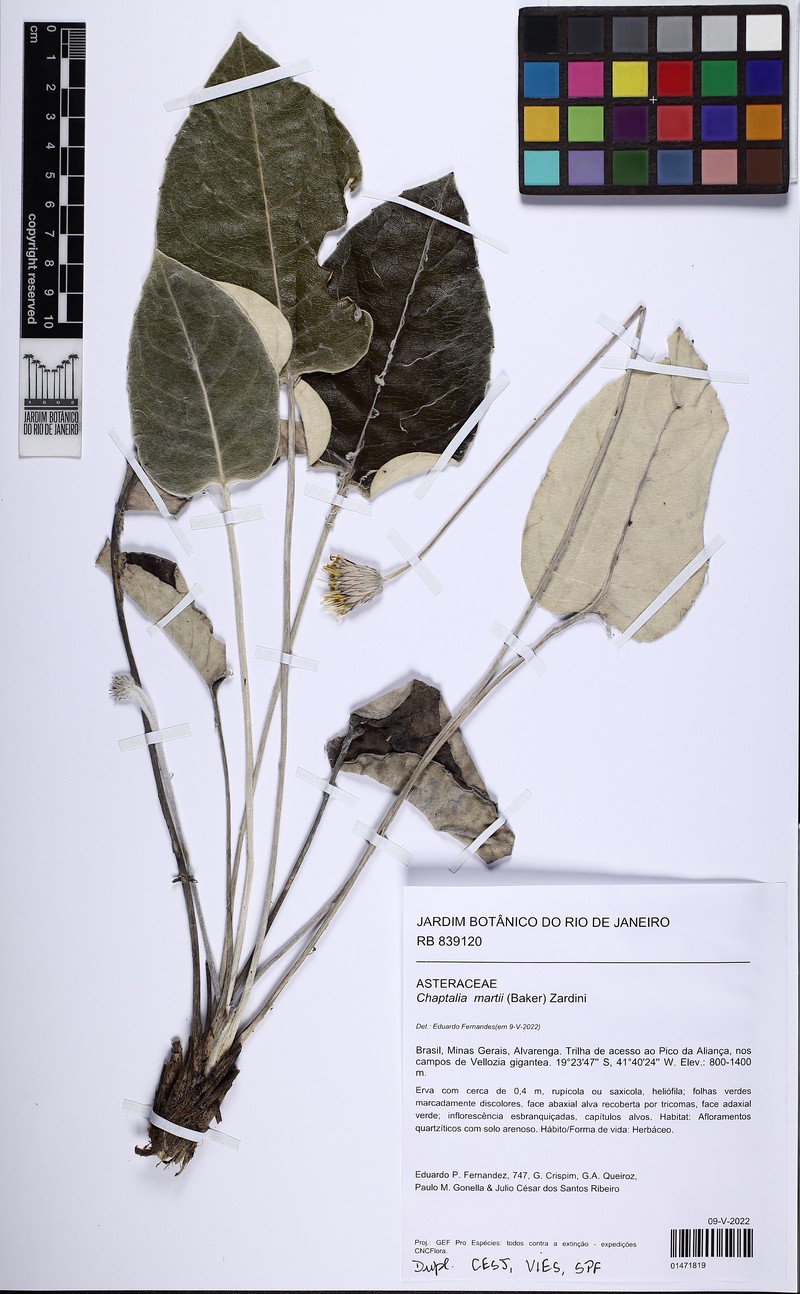 Chaptalia martii photo 2