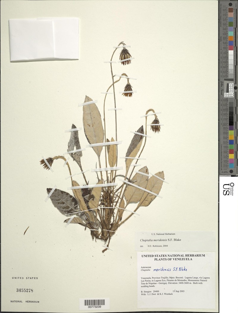 Chaptalia meridensis