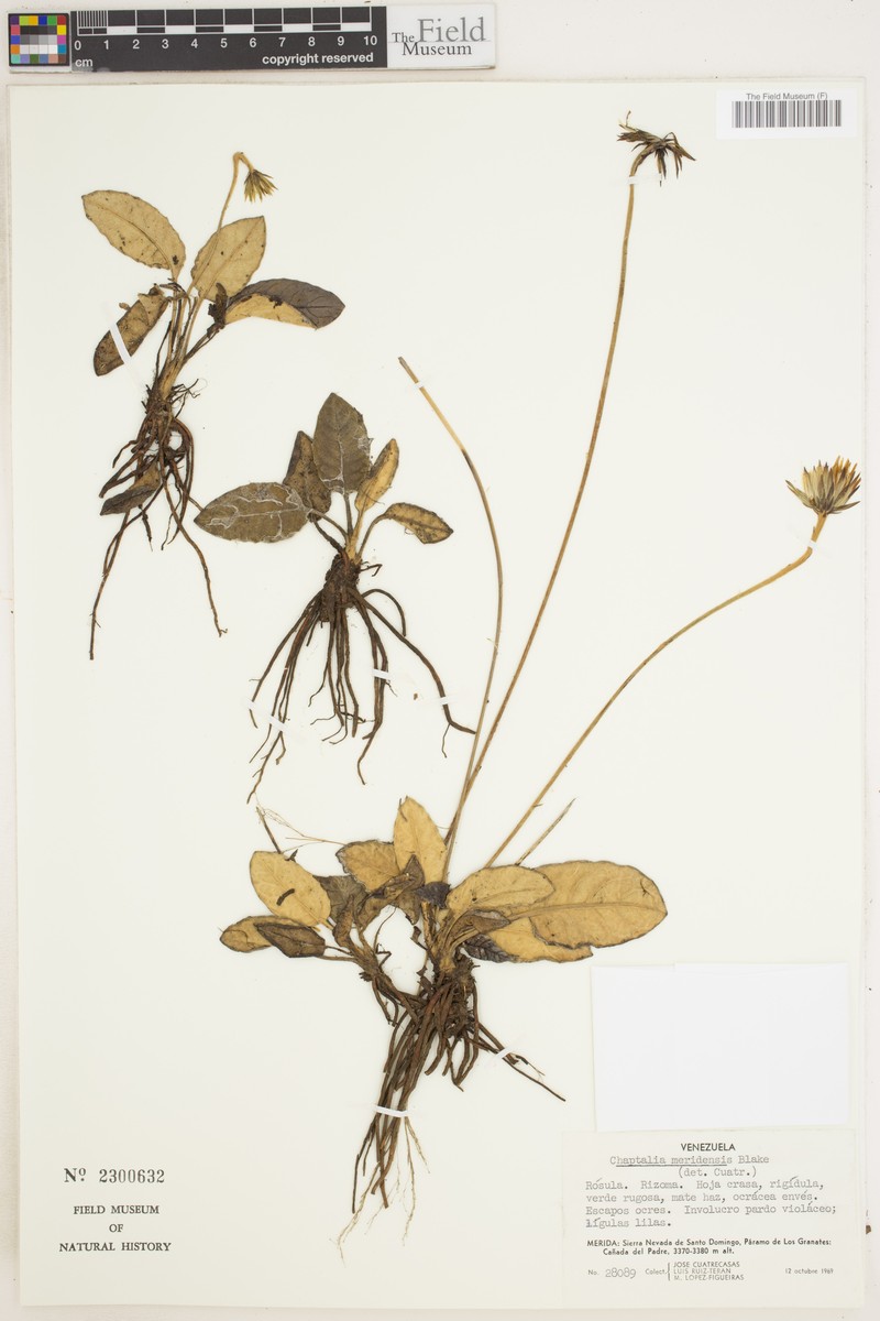 Chaptalia meridensis photo 2