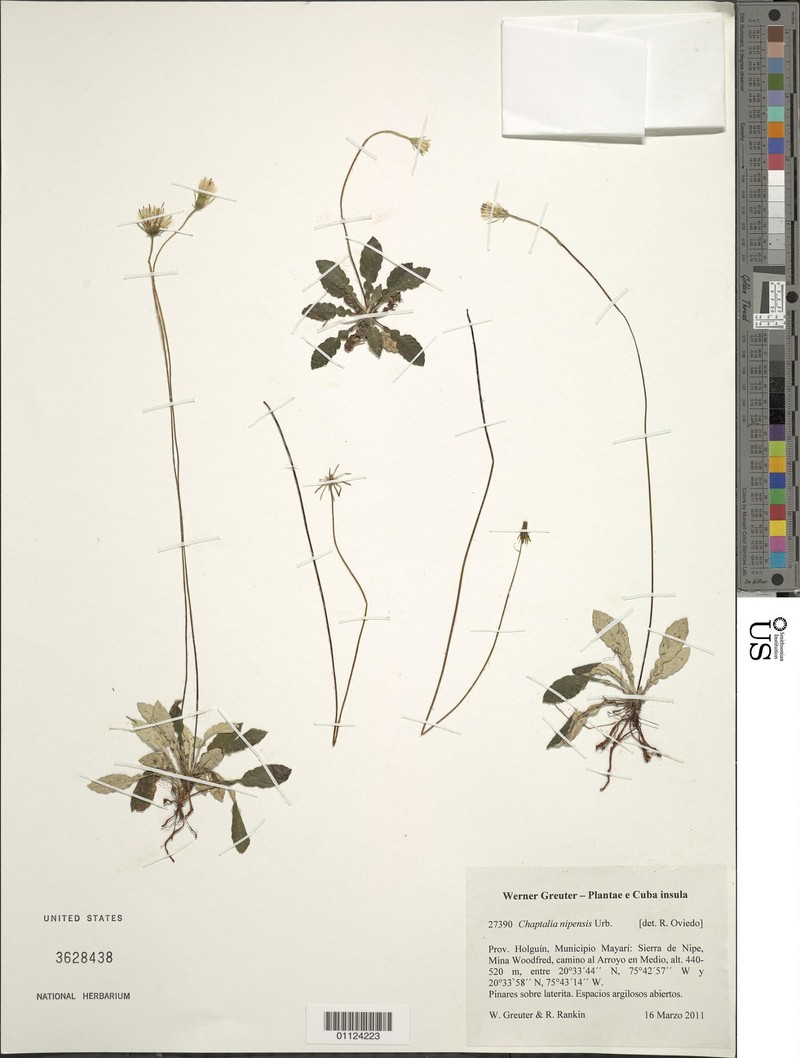 Chaptalia nipensis