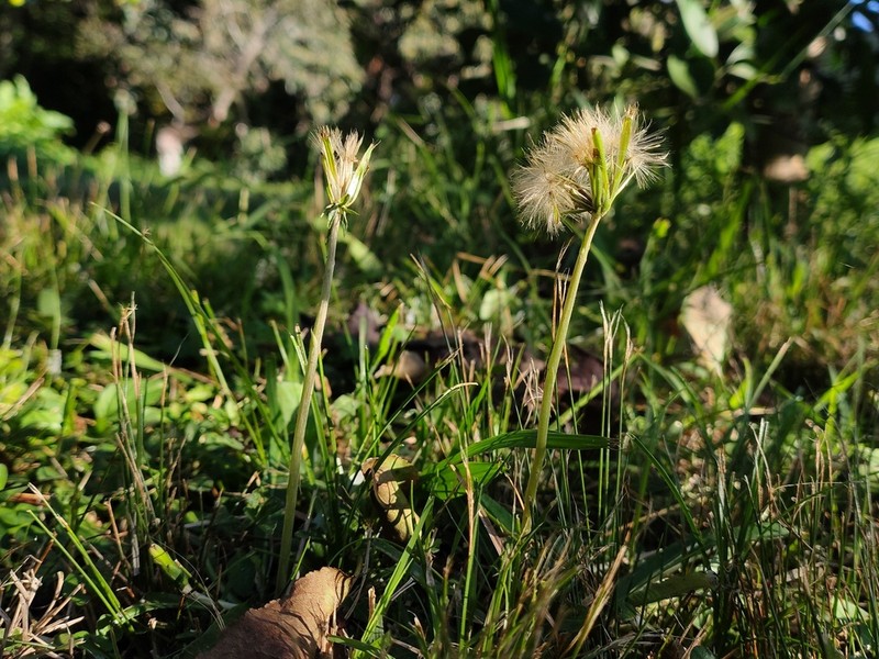Chaptalia piloselloides