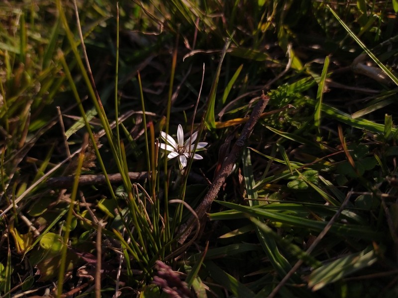 Chaptalia piloselloides photo 2