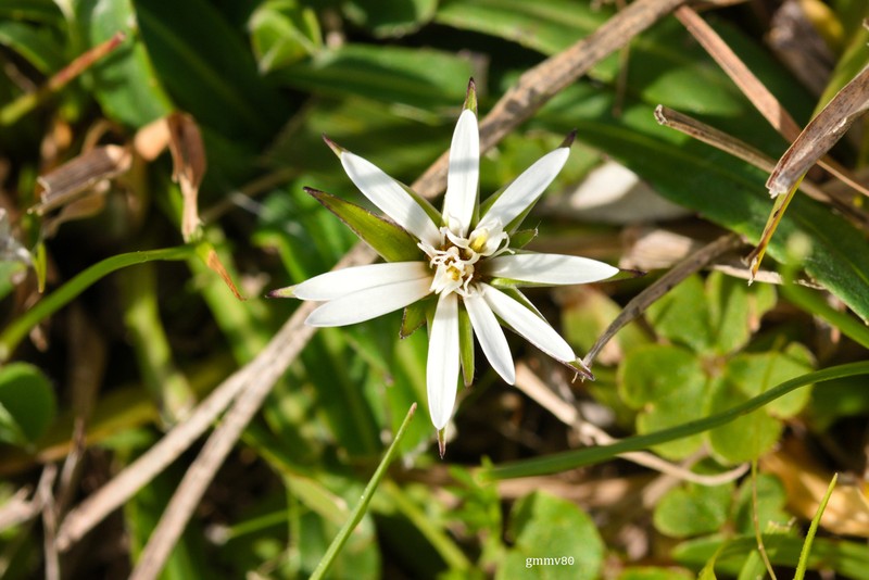 Chaptalia piloselloides photo 3