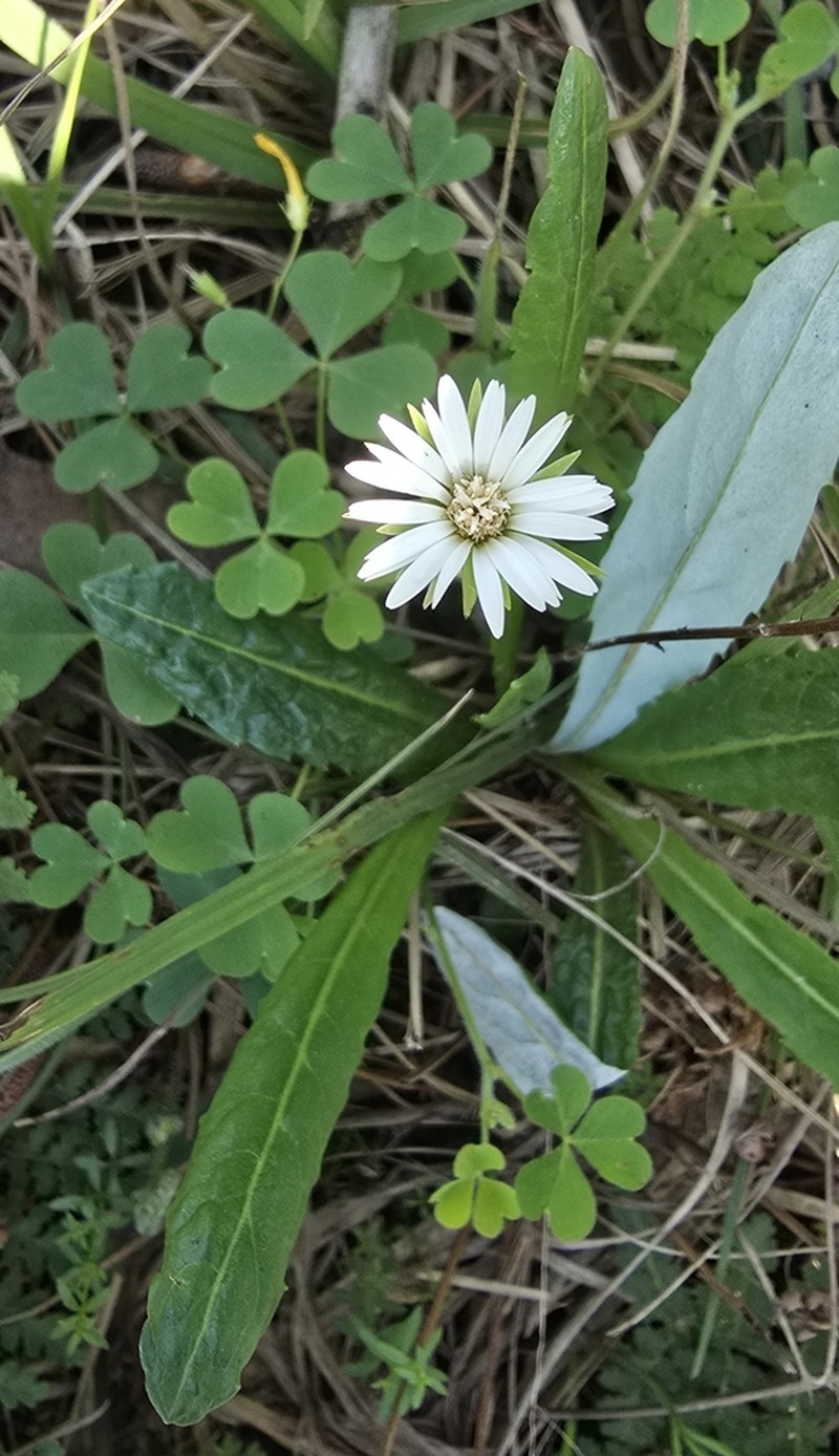 Chaptalia piloselloides photo 4
