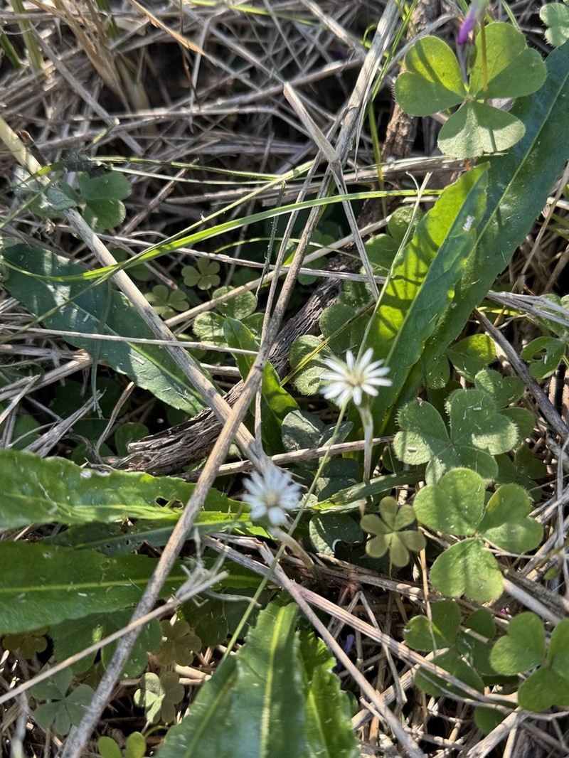 Chaptalia piloselloides photo 5