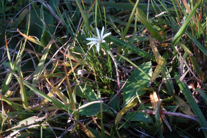 Chaptalia piloselloides photo 6