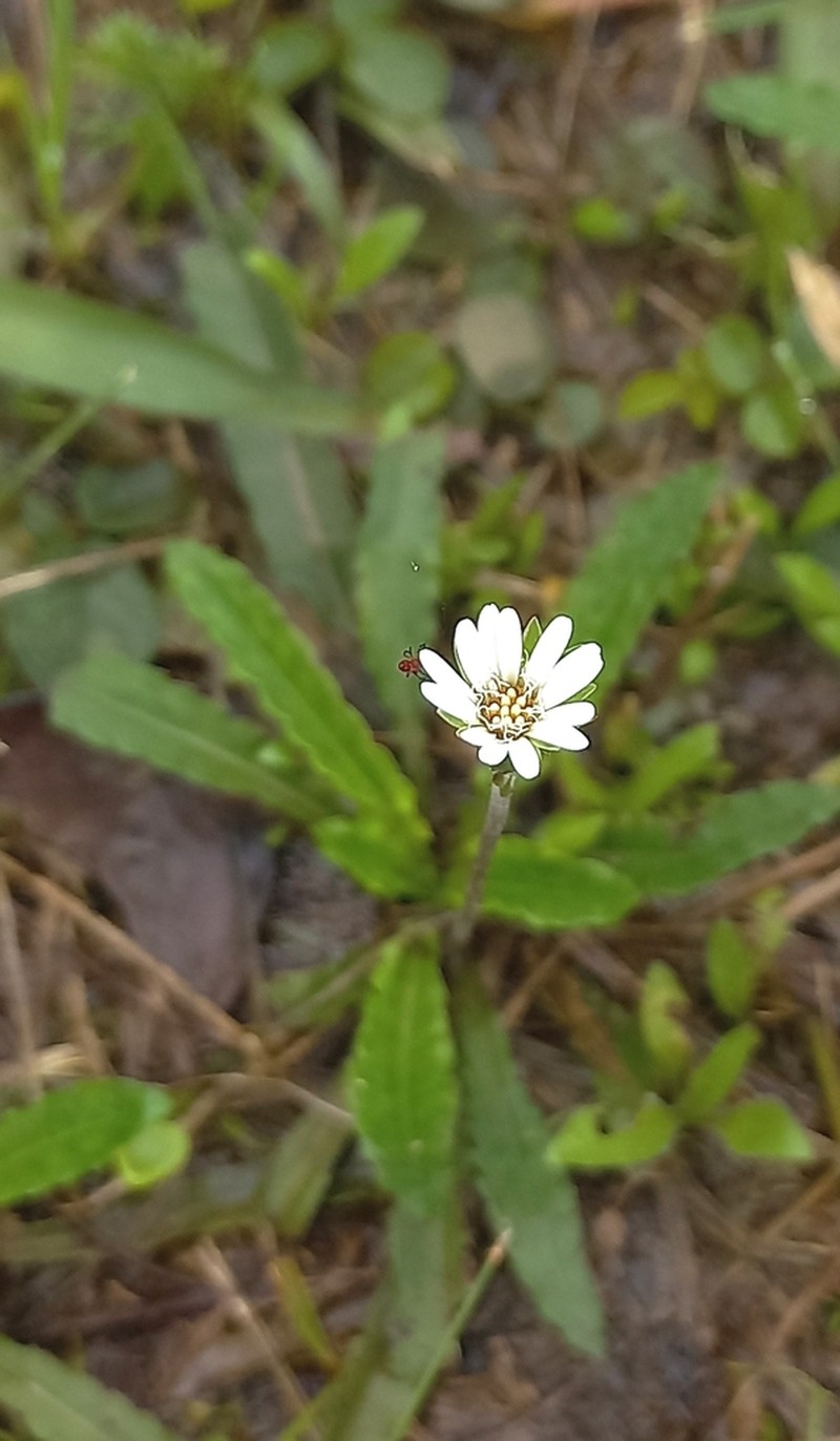 Chaptalia piloselloides photo 7