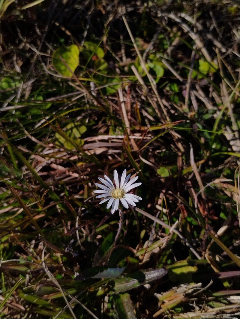 Chaptalia piloselloides photo 8